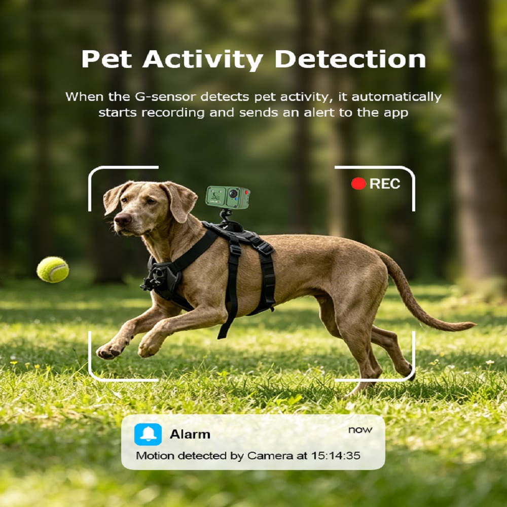 Pet Activity